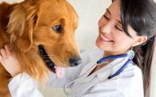 Симптомы и лечение лямблий у собак
