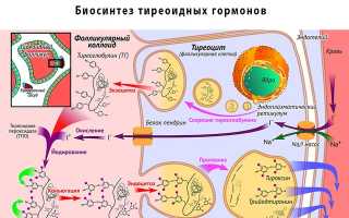 Синтез и функции гормонов щитовидной железы
