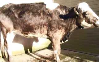 Заболевание лептоспироз у крупного рогатого скота