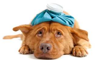 Последствия после лечения пироплазмоза у собак
