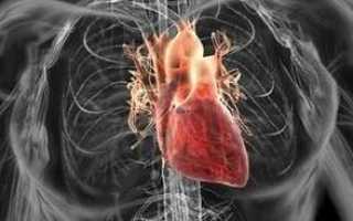Что показывает ЭХО сердца: расшифровка и норма эхокардиографического исследования