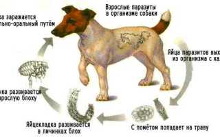 Ленточные черви у собак: симптомы и лечение