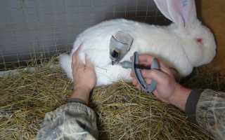 Что такое кокцидиоз у кроликов и чем лечить?