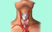 Почему в щитовидной железе усилен кровоток?