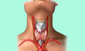 Почему в щитовидной железе усилен кровоток?