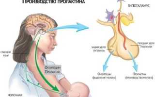 Низкий пролактин у женщин: причины пониженного уровня гормона, симптомы, профилактика и лечение
