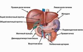 Воротная вена печени: норма на УЗИ у взрослых и детей