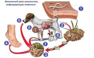 Заболевание анкилостомоз у собак