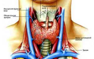 Кровоток в щитовидной железе усилен: что это обозначает, причины, принципы лечения
