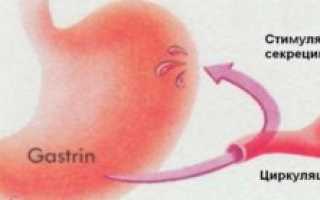 Гастрин гормон: основная роль, что показывает анализ, если повышен, понижен, причины изменения в желудке, секреция