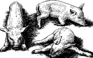 Заболевание лептоспироз у свиней