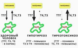 Влияние гормона Т4 на состояние эндокринной системы