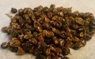 Рецепты для лечения пчелиным подмором щитовидки