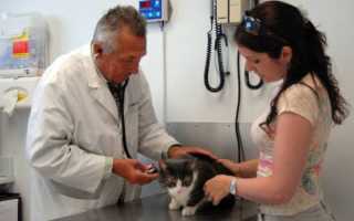 Симптомы и лечение токсоплазмоза у кошки