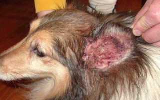 Заболевание ушная чесотка у собак