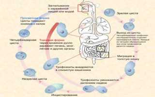 Дизентерийная амеба: жизненный цикл и стадии развития