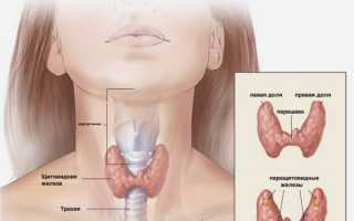 Пункция щитовидной железы — 5 основных последствий