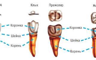 Описание строения зуба человека