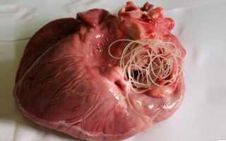Заболевание сердечные черви у собак и людей