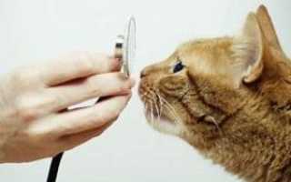 Симптомы и лечение токсокароза у кошек