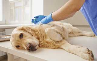Лечение хламидиоза у собак