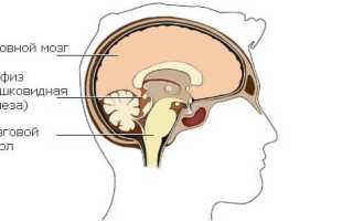 Шишковидная железа головного мозга — что это такое, за что отвечает, где находится