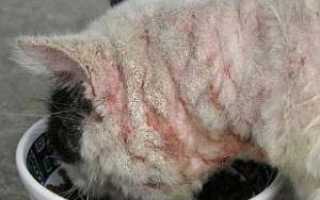 Заболевание токсокара кати (toxocara cati) у кошек