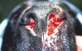 Заболевание аспергиллез у животных и птиц