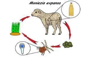 Заболевание мониезиоз у животных
