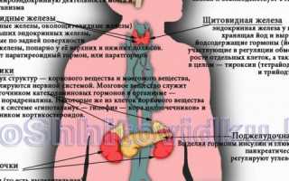Действие гормонов щитовидной железы